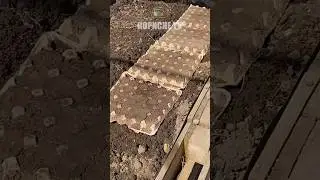 Я просто сію моркву у яєчні лотки і збираю великий урожай #морква #посів #яєчнілотки #урожай