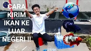 Cara mengirim ikan ke luar negeri !! sending betta fish overseas