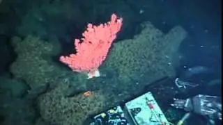 Welker Seamount Sponge Reef