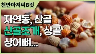 골절 약 상골, 산골조개에 대한 착각과 상어뼈의 루머