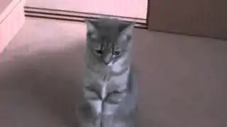 Дайте что нибудь бедному котику
