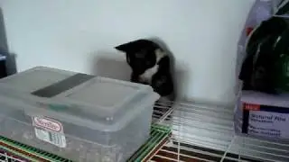 Guinea's cage Take 1