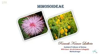 Mimosoideae Family