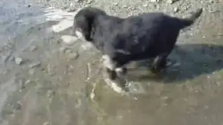 Забавный щенок овчарки German Shepherd