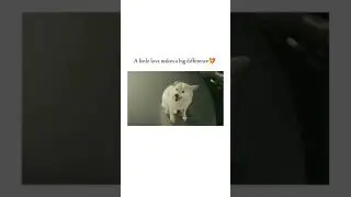 A Simple Dog Can 