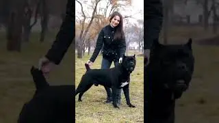 Neapolitan mastiff