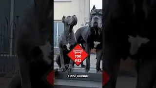 Dog with the strongest bite