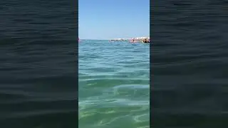 Дельфины 🐬
