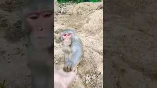 Sad monkey