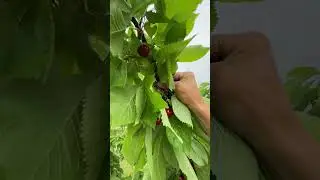 Плодоношение черешни сорта Rita на подвое ВСЛ  2 #garden #fruit #spring