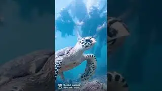 And we spot a turtle #scubadiving #thailand #islandlife #adventure