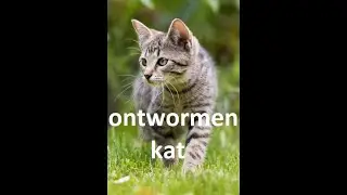 Uw vraag beantwoord: ontwormen kat