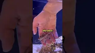 Octopuses don’t make good pets! 