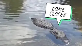 Be careful fishing in Florida 🎣🐊
