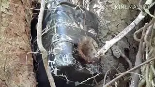 Capturas de abelhas Borá, jataizão Tetragona Clavipes, abelhas nativas Brasileiras.
