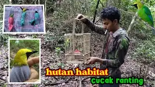 🔴 MIKAT DAN BERBURU BURUNG KICAUAN SUMATRA | HUTAN ACEH