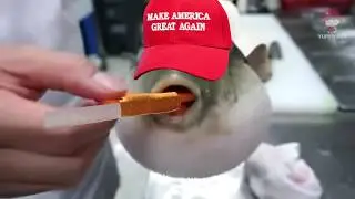 Puffer Fish Moaning With Smokes