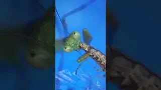 ПОД НАШИМИ НОГАМИ С МИКРОСКОПОМ SVBONY