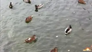 Утки