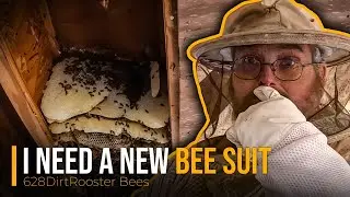 Mississippi's Most Dangerous Bees,  More Than Twenty-Five Stings, Which Suit To Buy