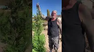 EXTREME SITUATION Trees 