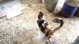 The cat and a rabbit .Кошка и Кролик