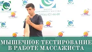 Мануальное мышечное тестирование в работе массажиста.