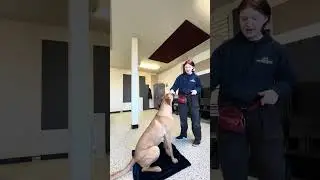 Bowen co-op care video - Paw Handling and Nail Trims