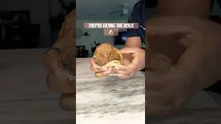 Chicken Sandwich Anyone? #puppy #toypoodle #shortsviral #trump