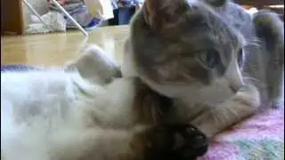 Кошка вылизывает котенка #3