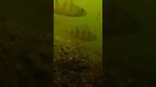 Сегодня в 18:00 новое видео.Зимняя рыбалка. Подводная съемка. #рыбалка #fishing #мормышка
