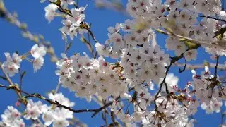 Пение птиц в весеннем лесу