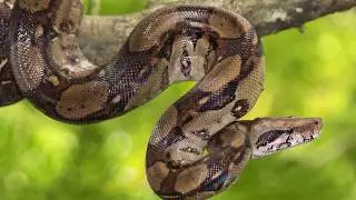 Medicinas da Floresta com Cantos Sagrados Huni Kuin - Camboriú SC