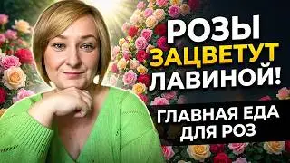 10 правил подкормки роз для взрывного цветения. Секреты агротехники