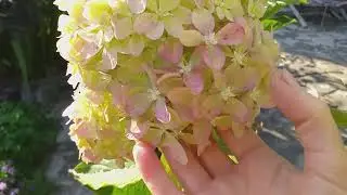 ЦВЕТЕНИЕ ГОРТЕНЗИЙ! 36 сортов 