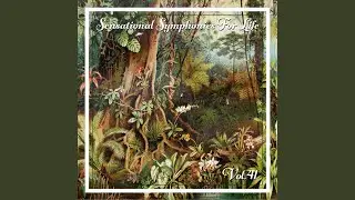 Boyce: Symphony No.1 in B-Flat Major - 3. Allegro (II)