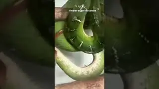 живородящая змея 🐍