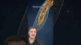 Ресничные черви | SMITUP | 