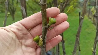 Как перезимовал инжир? Результат разных способов укрытия.