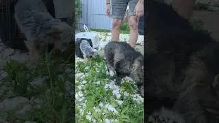 Кот и собака друзья на век