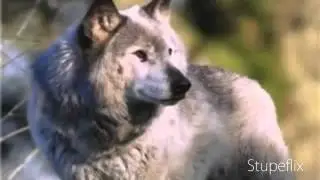 Да, я плохой!