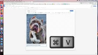 insert images in google doc