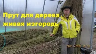 Прут ивы для изгороди, живого плетёного дерева, беседки, арки, туннеля, самые лучшие сорта ивы.