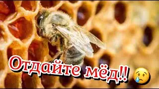 Пчёлы голодают🤔 Срочно нужно давать канди!!!!