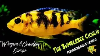 African Cichlid Profile: The Bumblebee Cichlid / Psuedotropheus Crabro / African Hornet Cichlid.