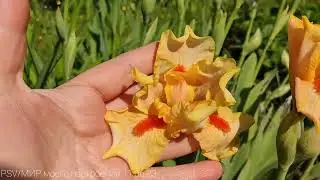 11.06.23 Дача. Трава растет быстро.Цветет ежевика и рододендроны листопадные.
