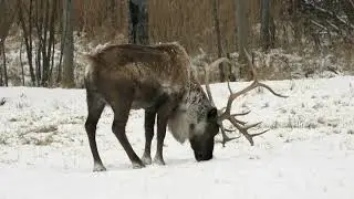 10 fun facts about Reindeer#animals#reindeer