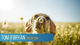 How Does Your Sense of Smell = Brain Health? - Dr. Tom O'Bryan