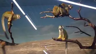 Обезьяны За Стеклом! Monkey Behind The Glass!