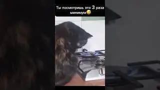 Кот захотел кушать#кот#газ#мемы#мем#приколы#video#shorts#cat#животные#огонь#еда#вкусно#котики#смешно